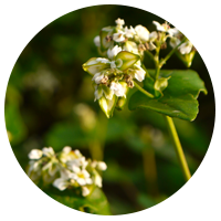 Buckwheat Leaves/Flower