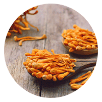 Cordyceps