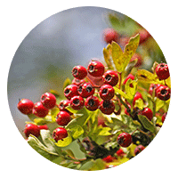 ​Bearberry Extract