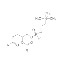 ​Phosphatidyl Serine (PS)