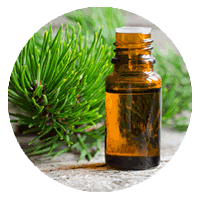 Pine Bark Extract