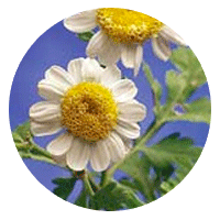 Swedish Pollen Flower