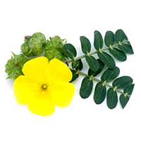  Tribulus Terrestris