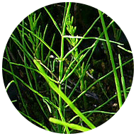 Horsetail