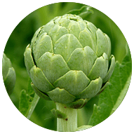 Artichoke Extract