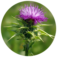 Milk Thistle Phytosome