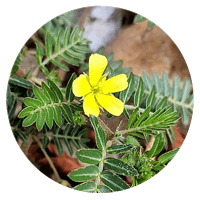 Tribulus Terrestris