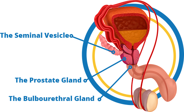 Infograph of male reproductive system