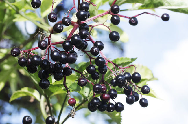 The 8 Immunity Boosting Benefits of Elderberry