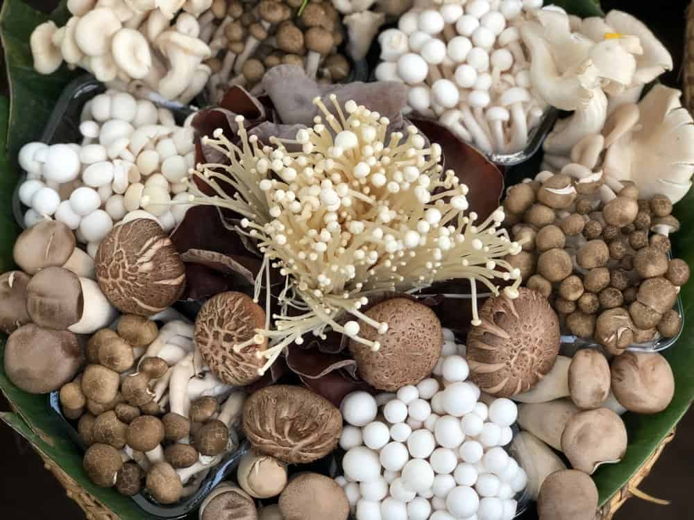The Incredible Power of Mushrooms