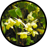 Epimedium