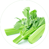 Ingredient: Celery