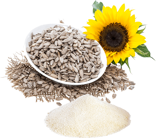 omega-6 found in Sunflower Lecithin