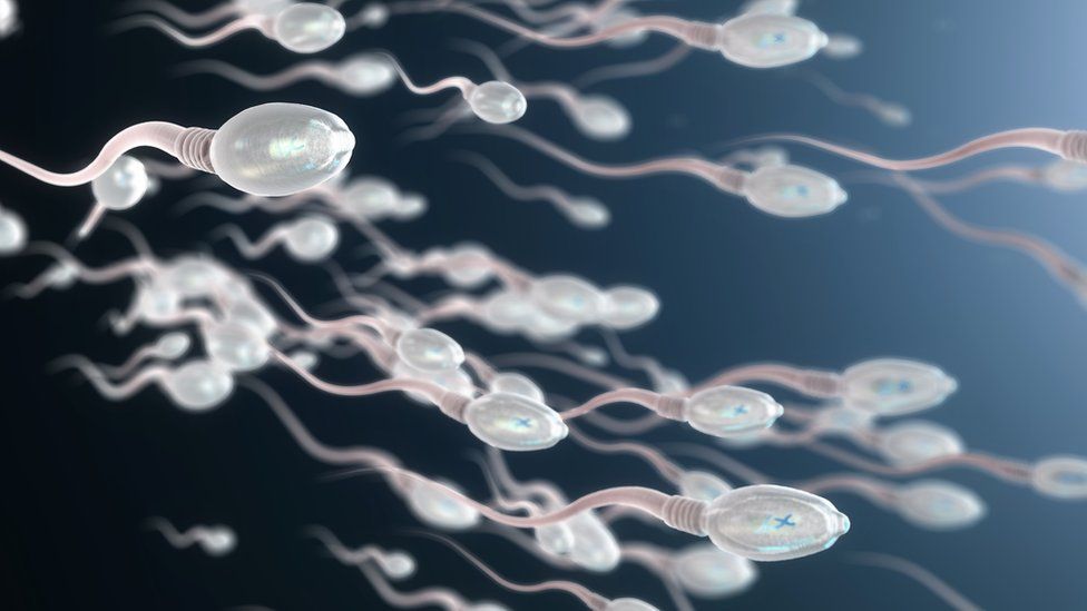 how to build sperm after ejaculation