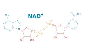 Molecular structure of NAD+ depicted in blue and red with chemical bonds and annotations.