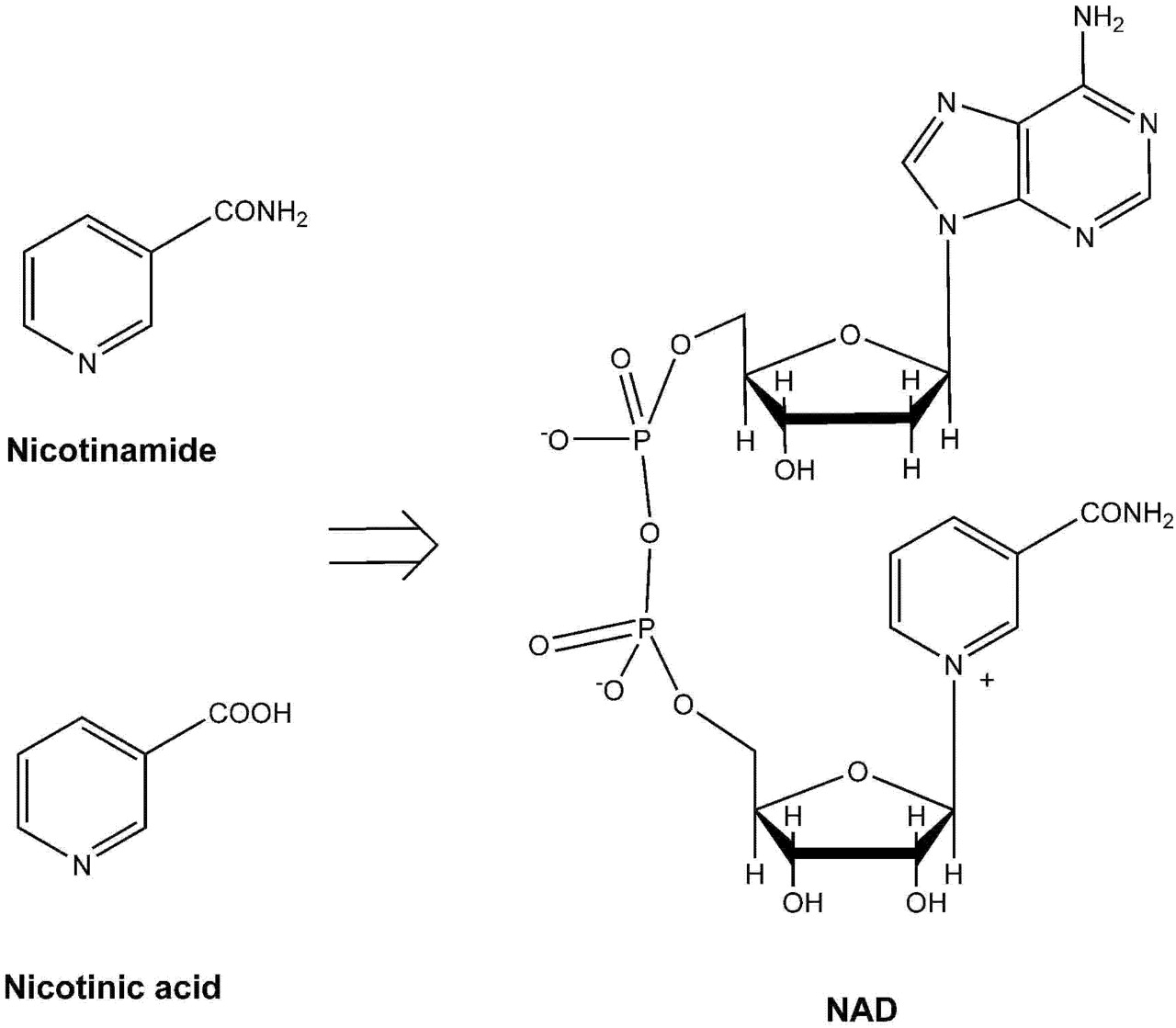 A diagram showing the molecular structures of Nicotinamide and Nicotinic acid, and their conversion to the more complex molecule, NAD