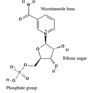 A diagram depicting the molecular structure of Nicotinamide Mononucleotide, showcasing its Nicotinamide base, Ribose sugar, and Phosphate group components