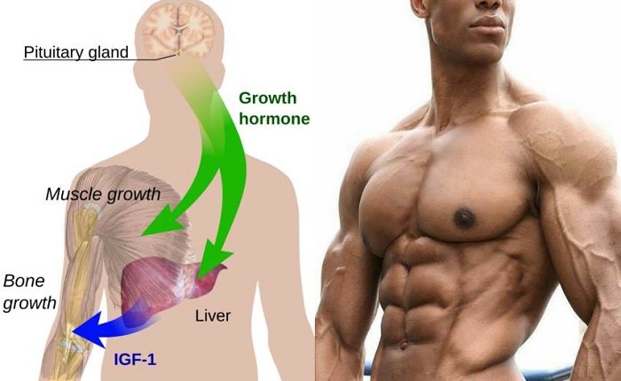 HGH supplement function