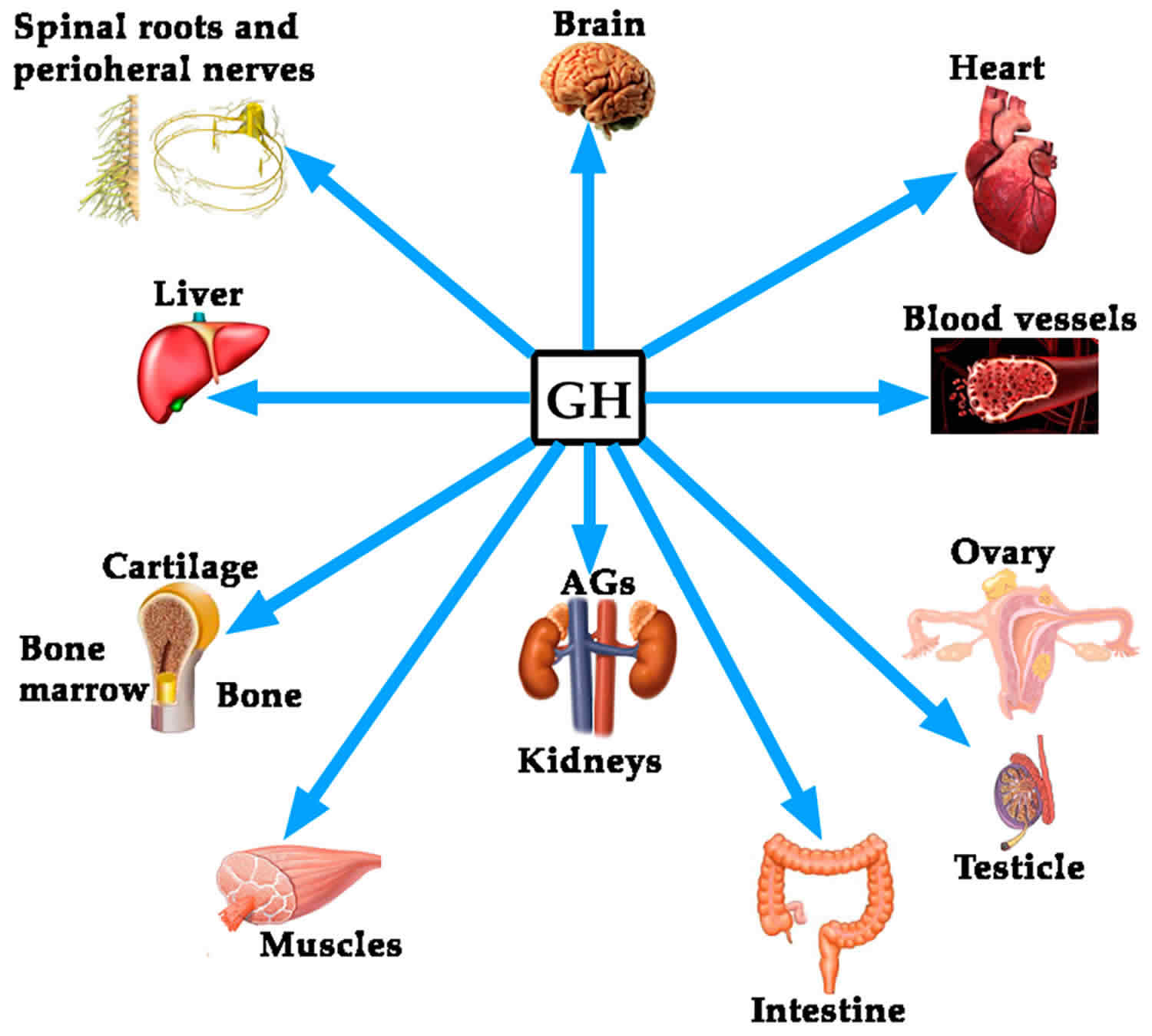 The function of HGH supplement in the body. 