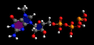 Stability profile of Human Growth Hormone (HGH) and the interaction of HGH DNA