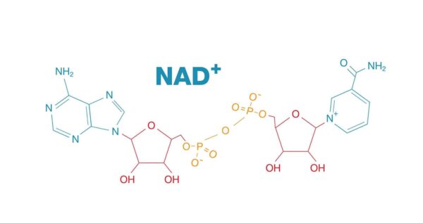 Chemical structure of NAD+ (Nicotinamide Adenine Dinucleotide) depicted as a series of interconnected atoms and bonds.