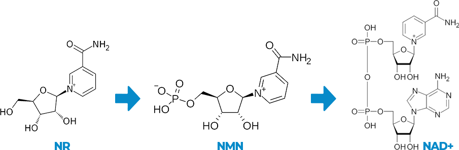 Biological Process NR and NMN combined to create NAD+