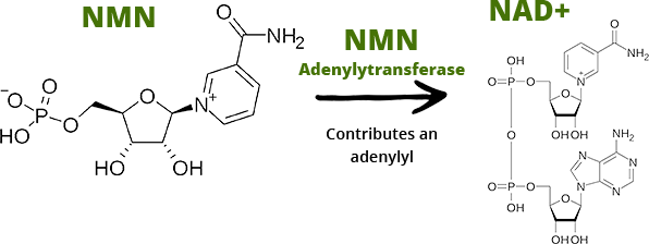 NMN Adenylytranferase - NAD +