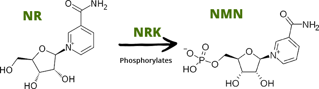 NRK Phosphorylates