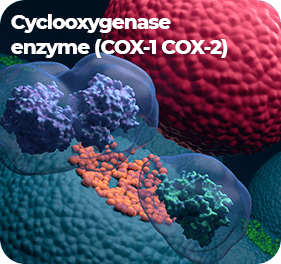 Cyclooxygenase Enzyme