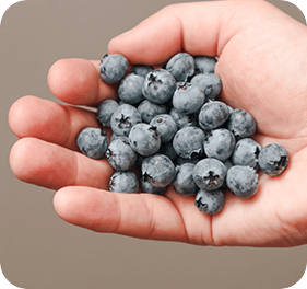 Hand holding blueberries