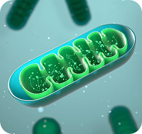 Protection of Mitochondria