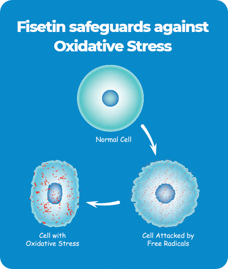 Fisetin Oxidative Stress