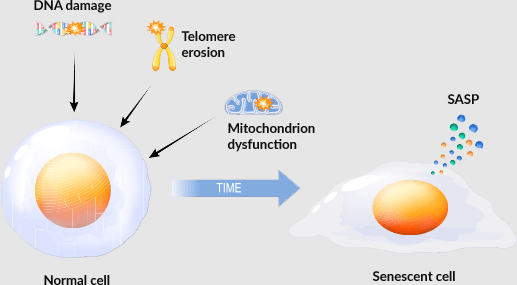 Infograph Normal vs Senescent