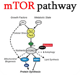 Signaling Pathway