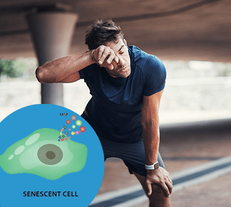 Senescent Cell