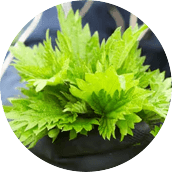 Stinging Nettle Root Extract