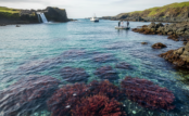 Why Iceland’s Pristine Waters Produce Superior Red Algae Calcium