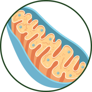 Mitochondrial & Cellular Health - GenuinePurity® Magnesium Complex
