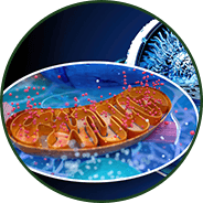Mitochondrial energy production - GenuinePurity AKG