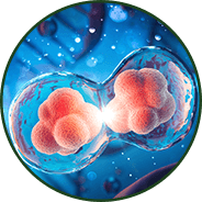 Cellular integrity - GenuinePurity AKG