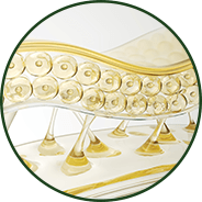 Skin hydration and elasticity - GenuinePurity