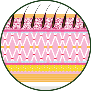 Connective tissue structure - GenuinePurity