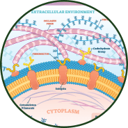 Extracellular matrix hydration - GenuinePurity
