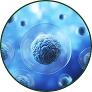 Cellular redox balance - GenuinePurity