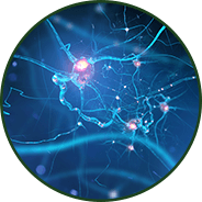 Brain & Cognitive Function - GenuinePurity