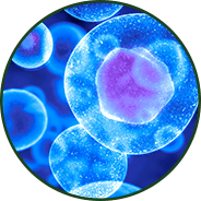 Brain & Cognitive Function - GenuinePurity