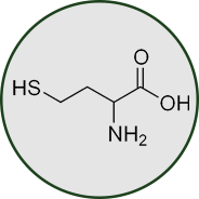 Homocysteine metabolism - GenuinePurity
